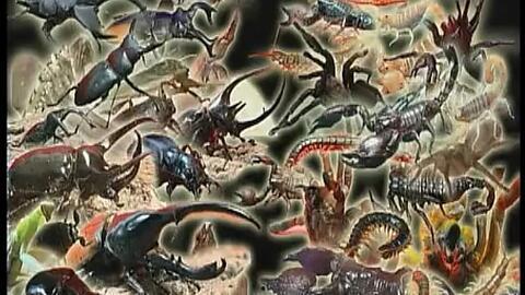 昆虫大战毒虫视频,惊心动魄的生态对决