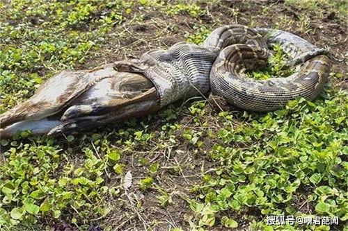 蛇吃人的真实视频,真实蛇吞人现场全程记录