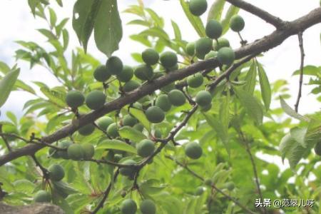 李子树怎样修剪视频,视频教程详解