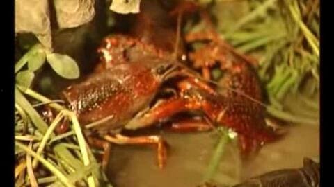 龙虾繁殖视频,揭秘海洋生物的繁衍生息