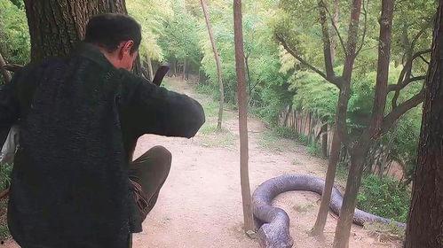 人抓蛇的视频